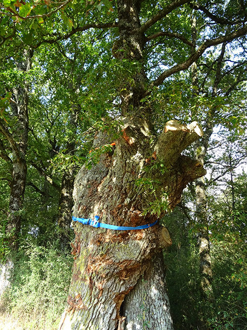 Biodiversité : arbres sanglés pour permettre la migration des espèces