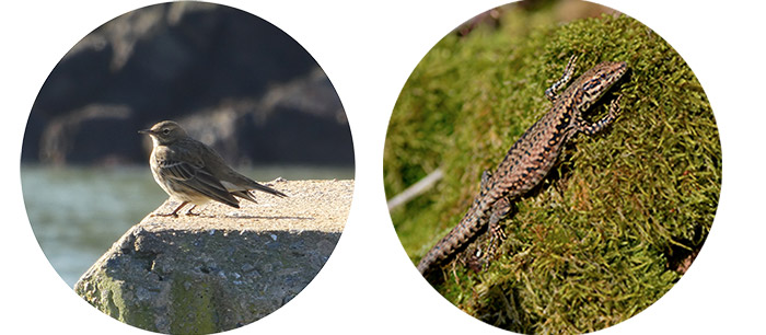 Le pipit et le lézard, 2 espèces protégées sur le chantier